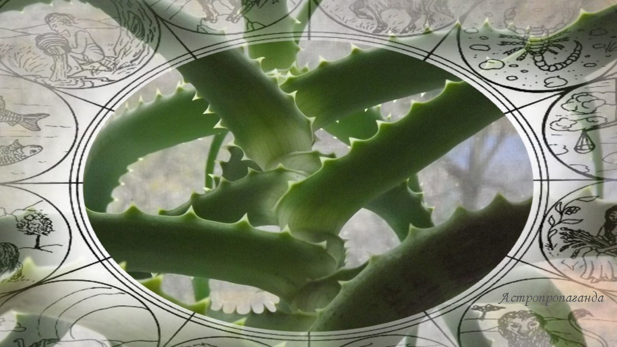 Недельный гороскоп с 28 октября по 3 ноября 2024: неделя богата аспектами, а они очень разные. 