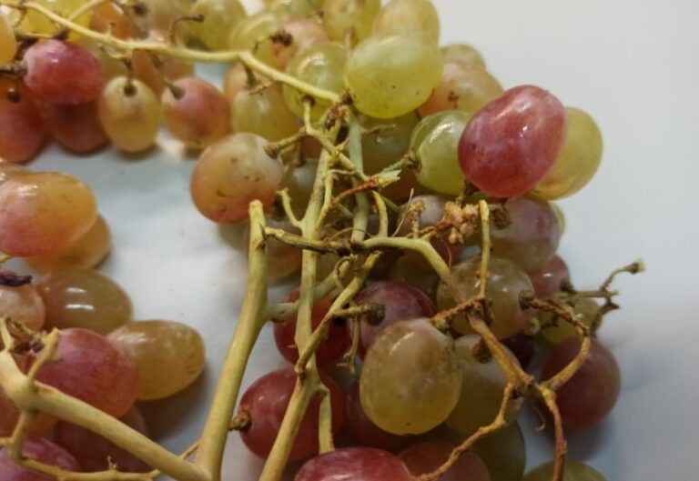    В Оренбуржье не пропустили 20 тонн зараженного узбекского винограда Кристина Просвиркина