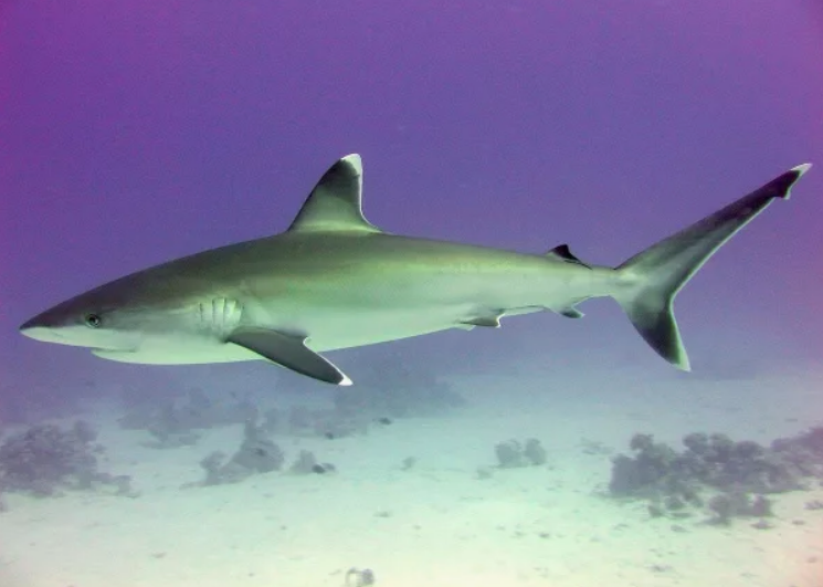 Белопёрая серая акула, или белопёрая акула - крупный вид серых акул, максимальная длина — 3 м. 