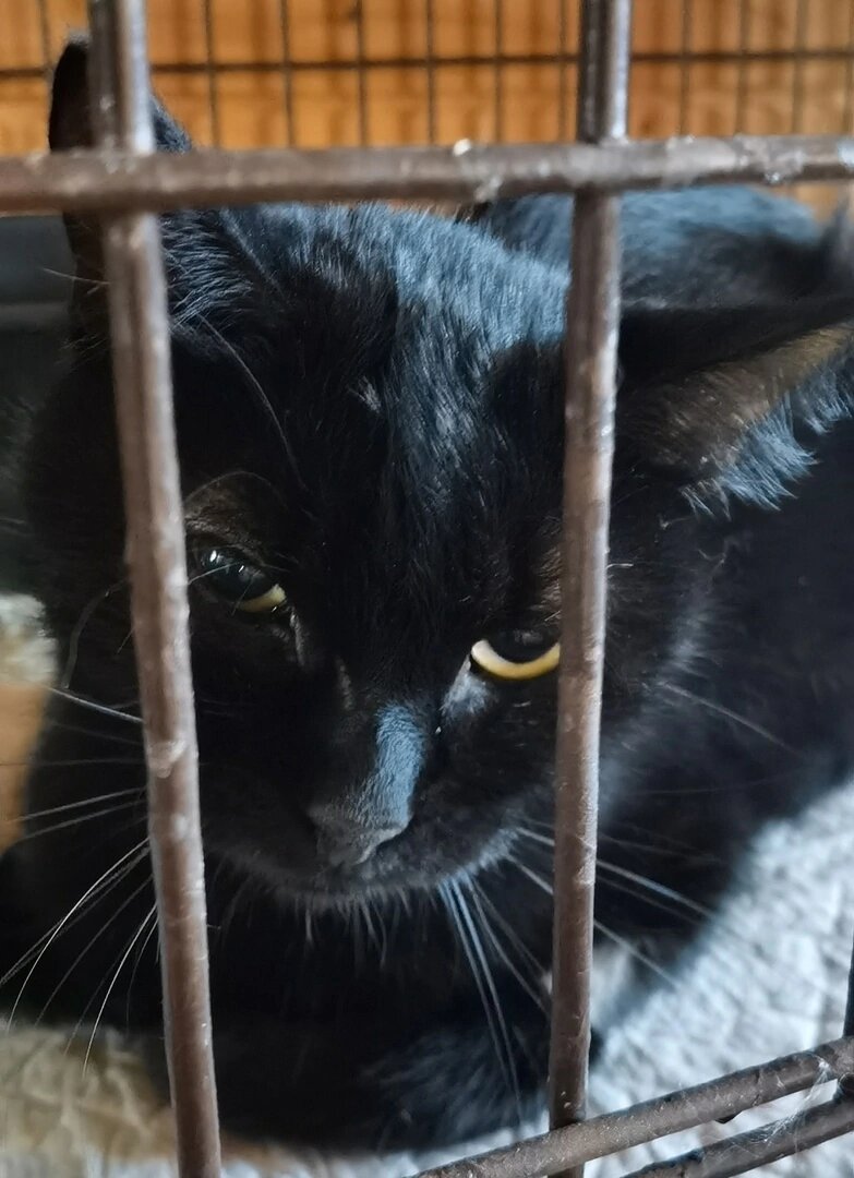 Яша сегодня. Грустный, но сытый