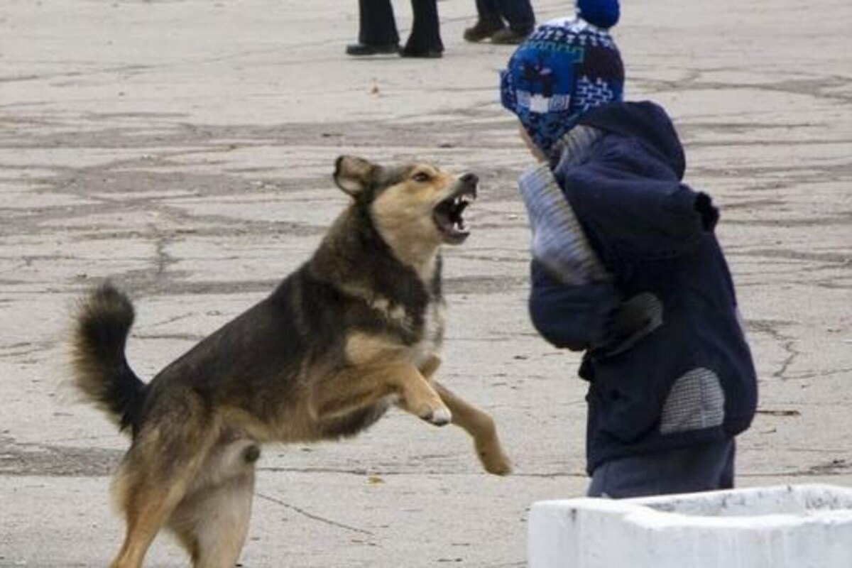 Нападение бродячей собаки на ребенка.