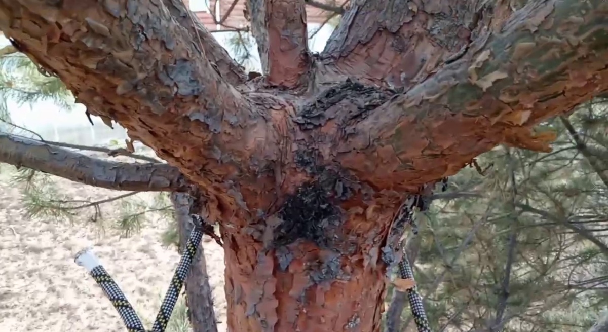 Ветви сосны начали утолщаться в кластере и задушили центральный проводник