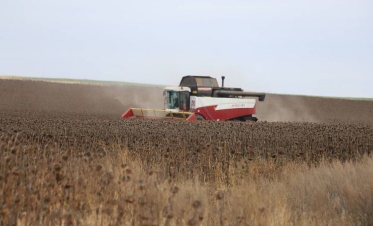    Более 1, 5 млн тонн подсолнечника у аграриев Оренбуржья к 29 октября
