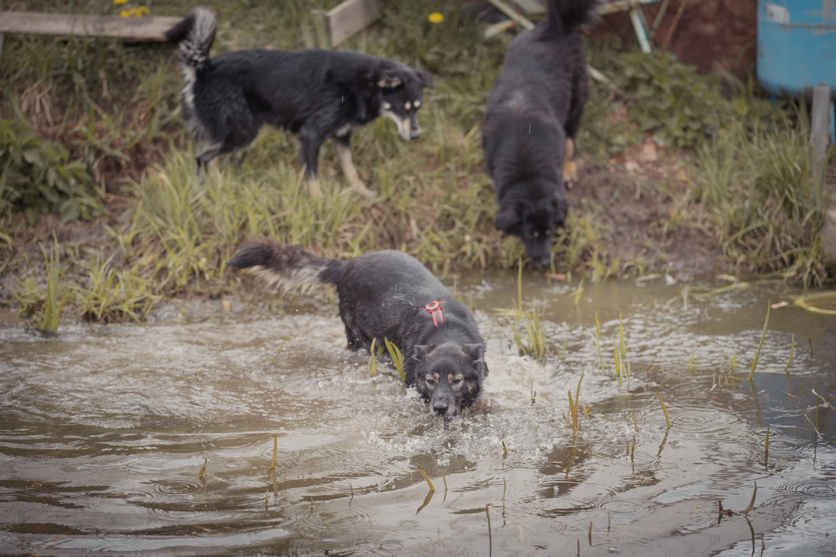 Арчи - водяная подлодка!!!