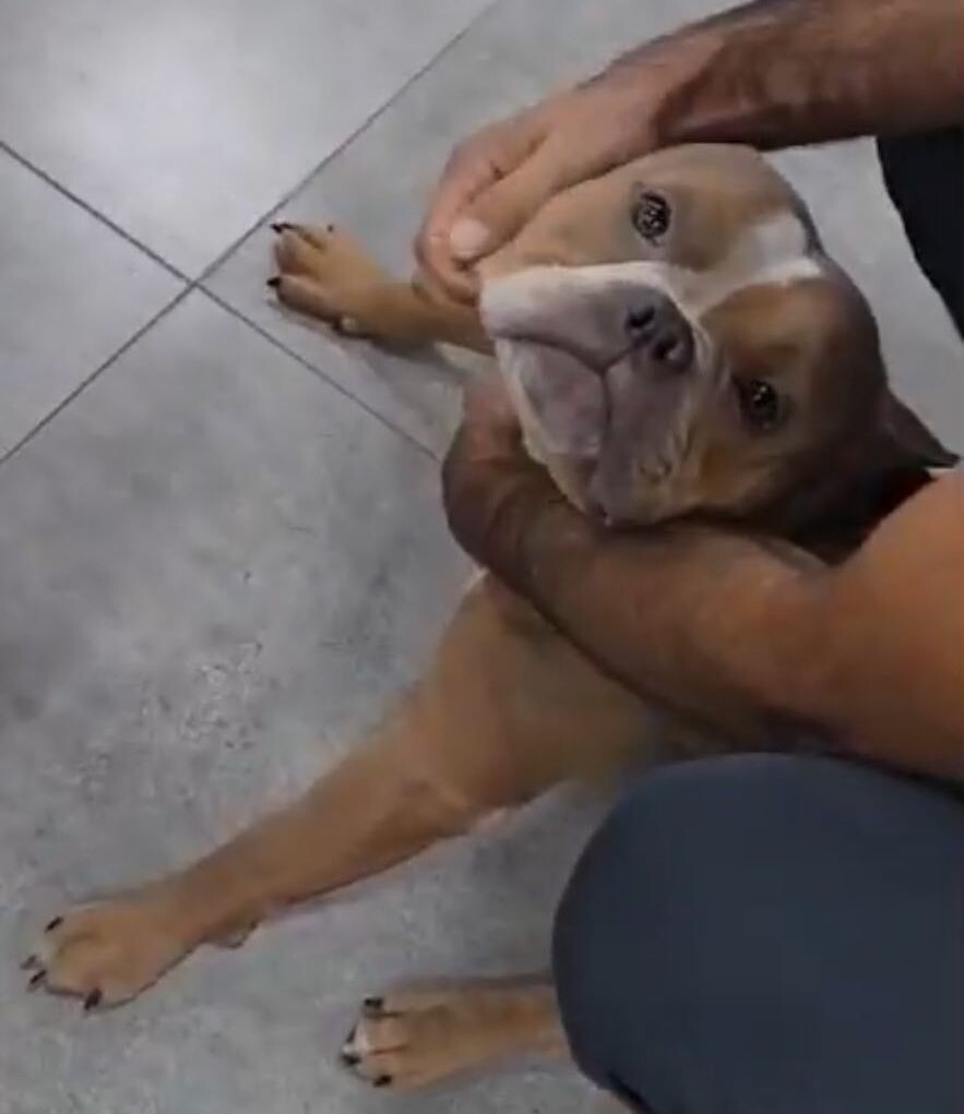 В заботливых руках волонтера: Рокки в аэропорту Минвод перед отправкой в Томск