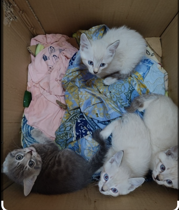 Изображение из сети Интернет*