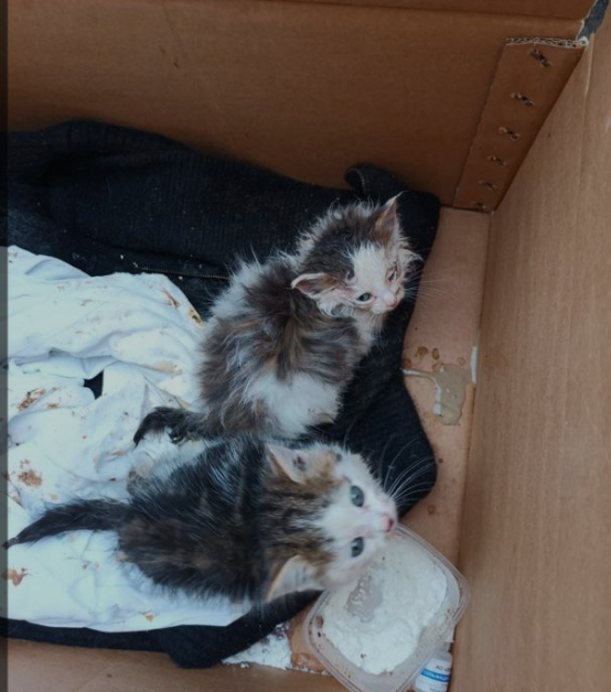 Изображение из сети Интернет*