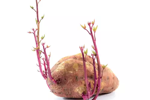     Безопасно ли есть проросший картофель