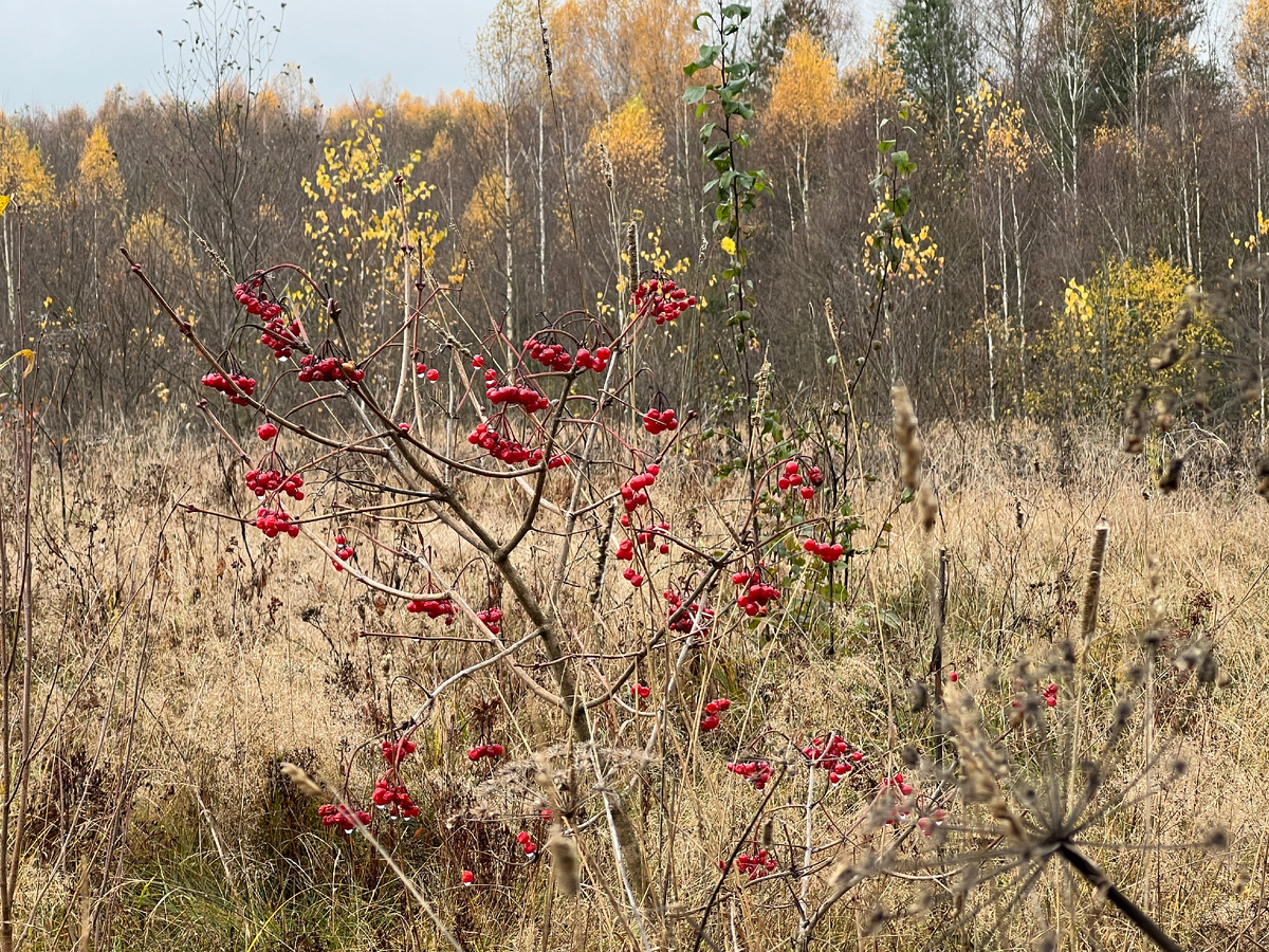 29.10.2024.Фото автора