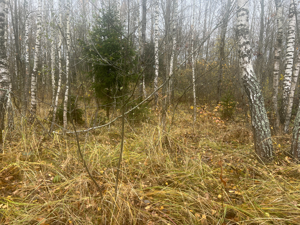 29.10.2024.Фото автора