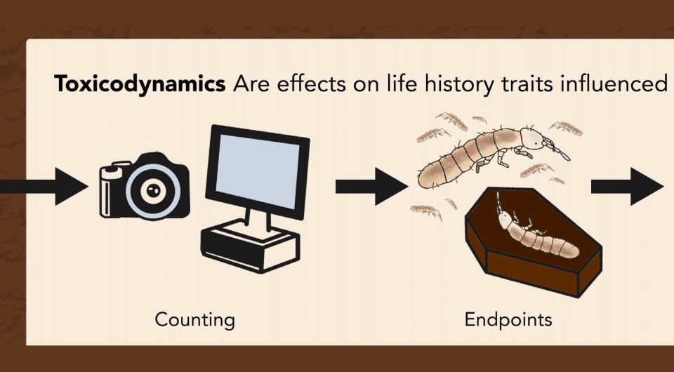   Micha Wehrli et al. / Global Change Biology, 2024