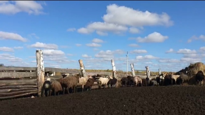 Овцы в загоне