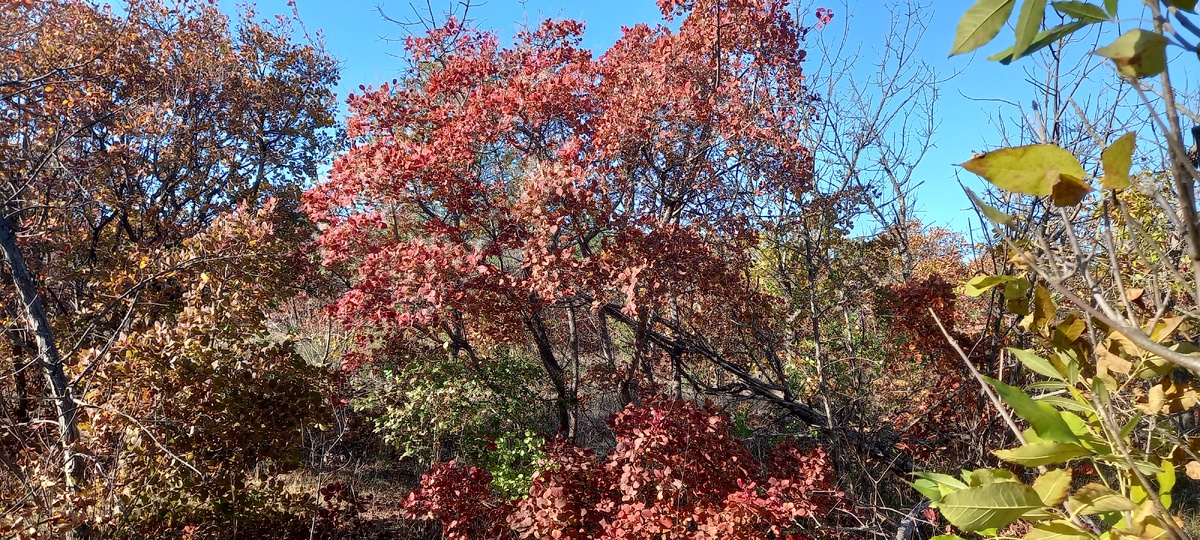 Скумпия в крымском лесу