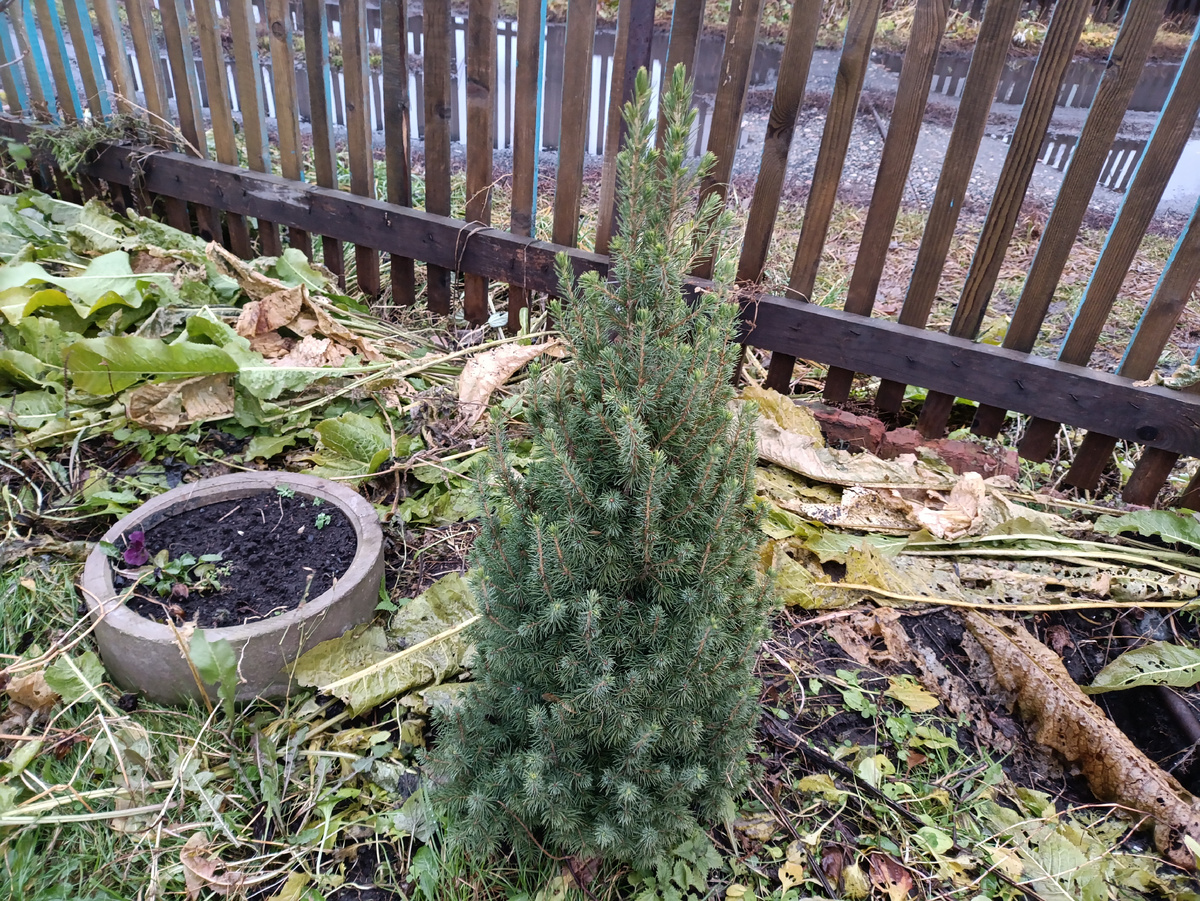 Глауконика за лето выросла сантиметров на 20, не меньше