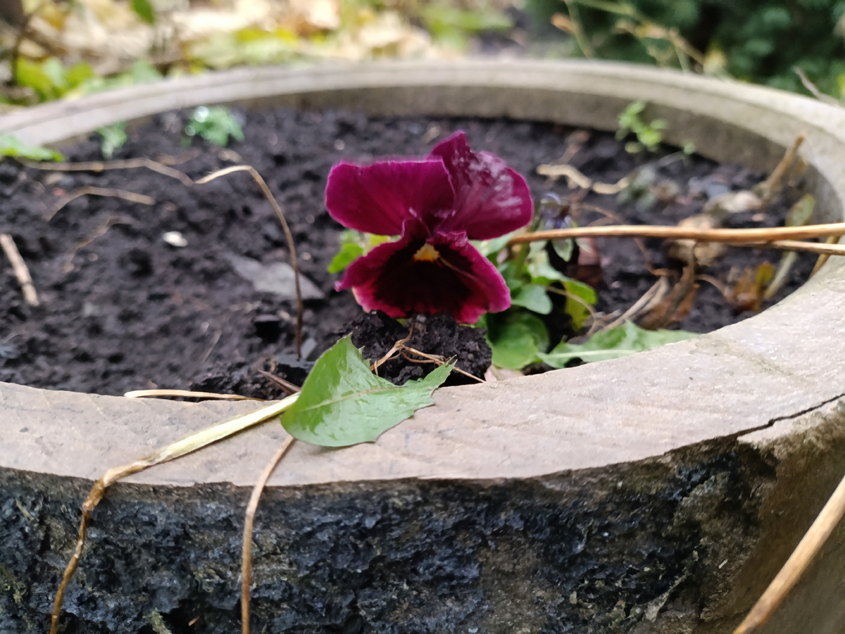 Фиалка, виола или анютины глазки?