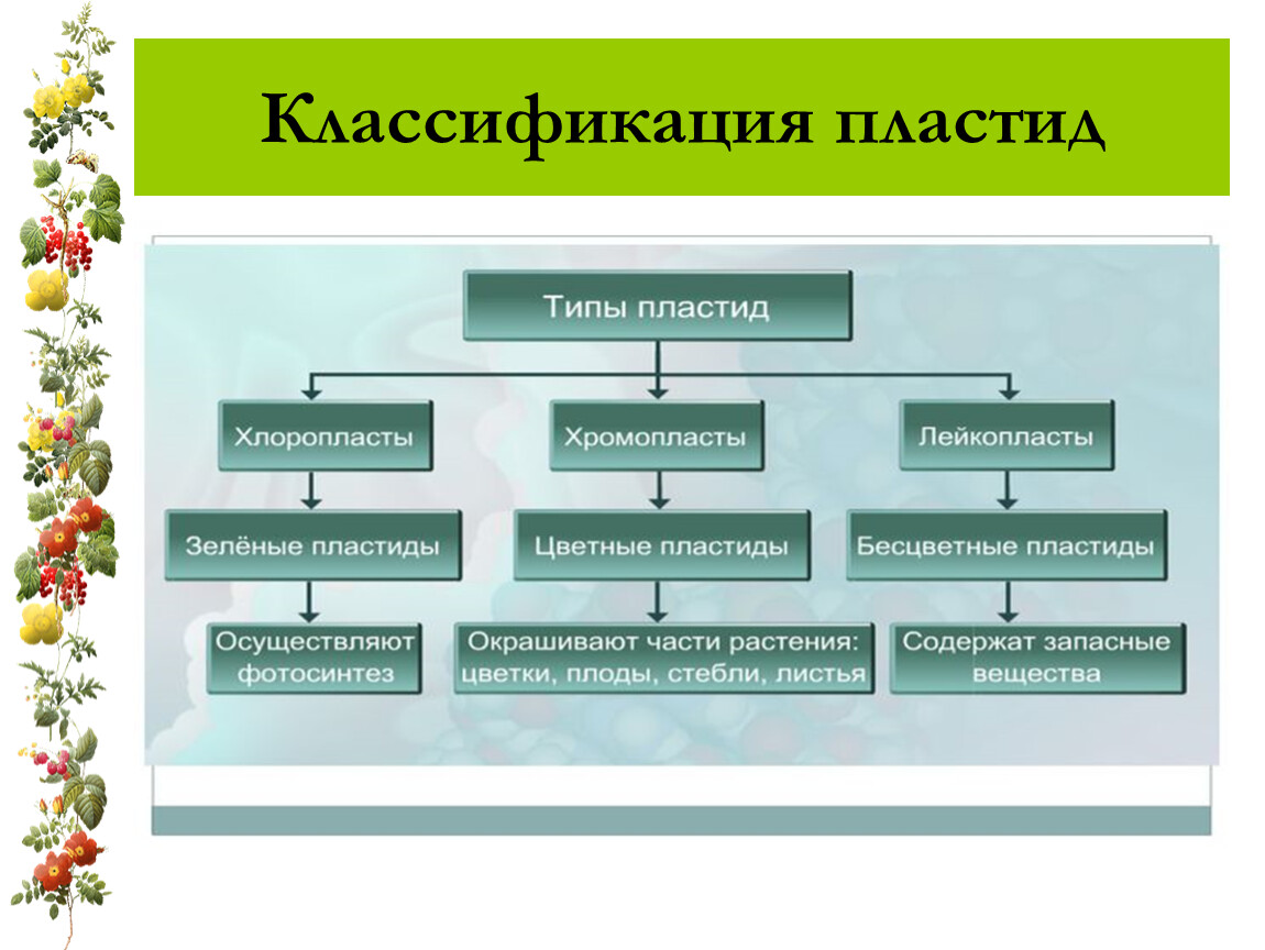 И это ещё крайне примитивная классификация пластид