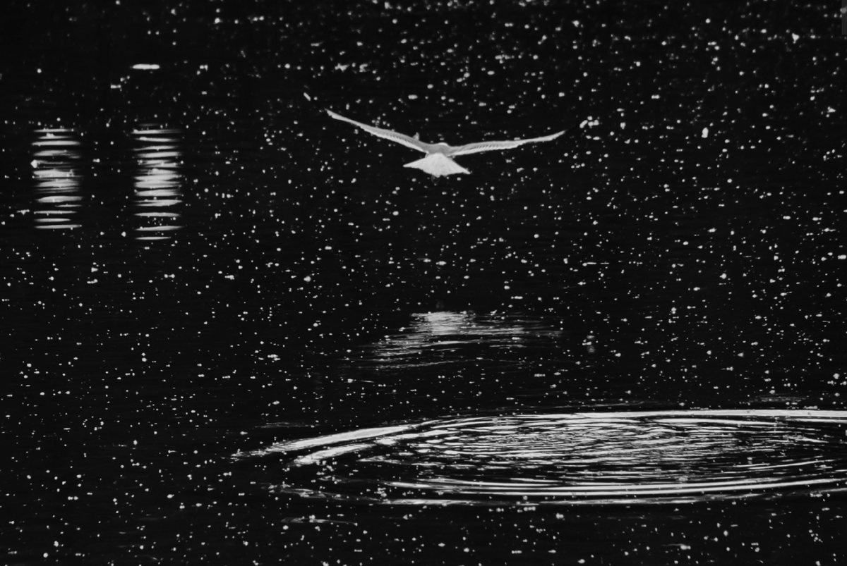 Фотоконкурс "Самая красивая страна". Источник фото: https://rgo.ru