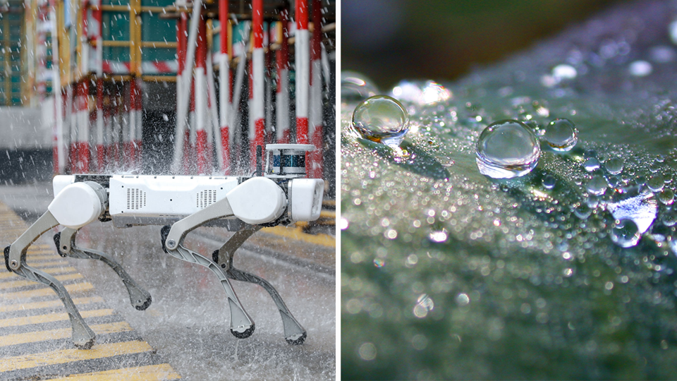 Фото: © Использованы материалы: DEEP Robotics, Global Look Press/ pinkannjoh/blickwinkel