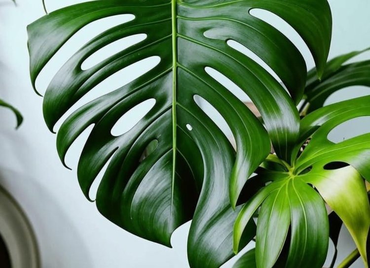    Уход за монстерой с ответами на вопросы