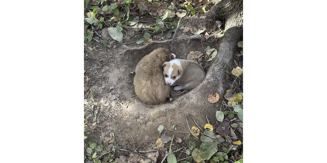 В Москве пес спас выброшенных в лесу щенков