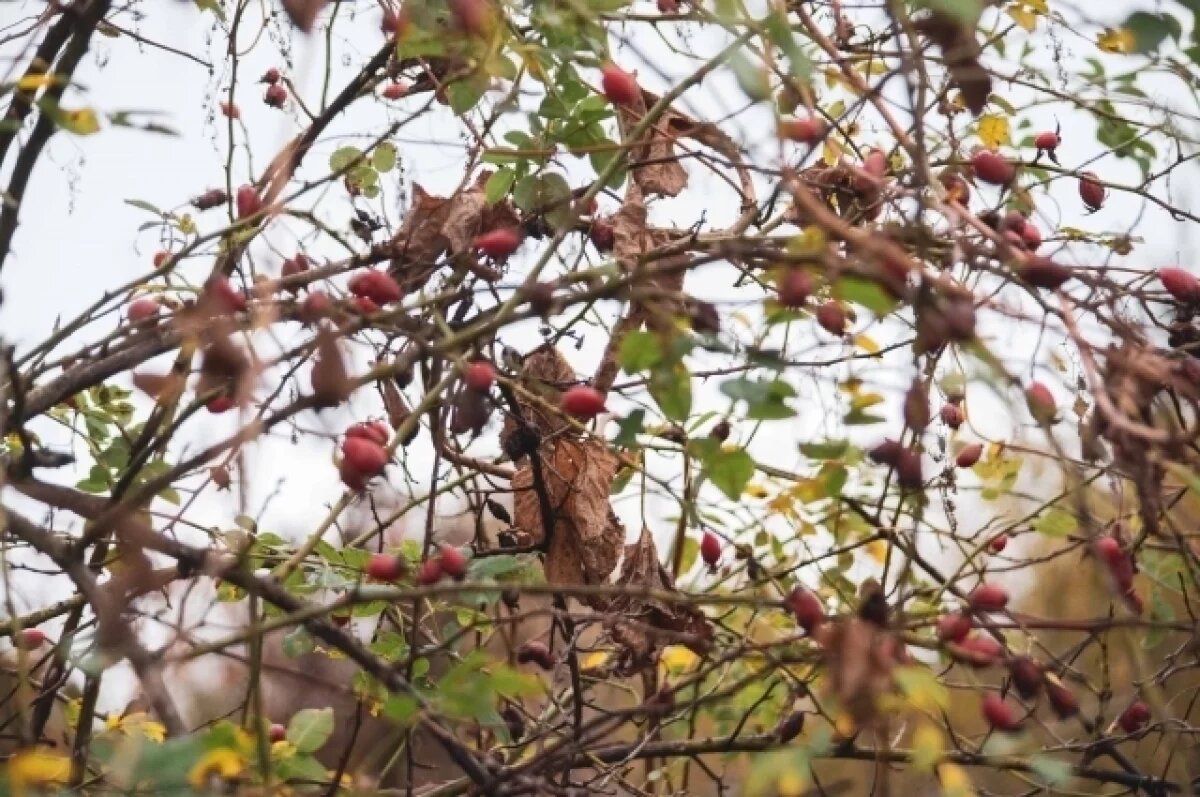    30 октября в Туле ожидается небольшой дождь и до +8