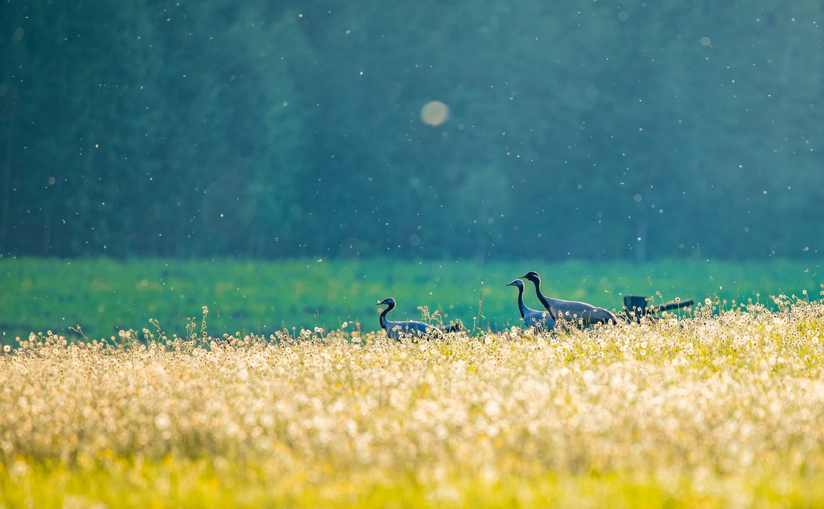 Фотоконкурс "Самая красивая страна". Источник фото: https://rgo.ru