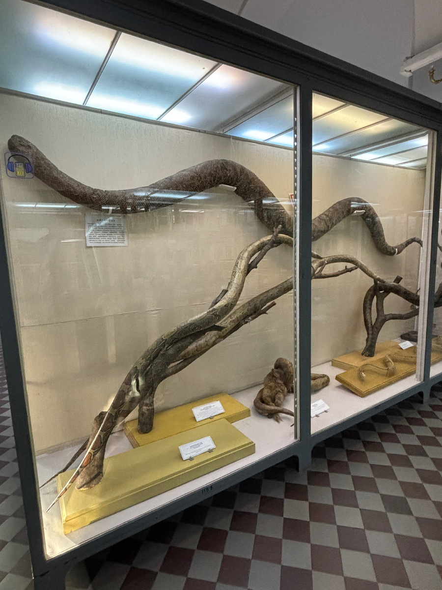 Император Петр І приобрел это чучело анаконды (на самом верху) у известного голландского натуралиста А.Себы в 1716 году. Шкура анаконды при перевозке из Южной Америки в Европу сильно пострадала: была утеряна голова, осыпались многие чешуи. Чучелу придали неестественную для змей червеобразно изогнутую позу. При изготовлении чучела шкура была несколько растянута, тем не менее, длина пойманной змеи, очевидно, составляла не менее 6 метров.