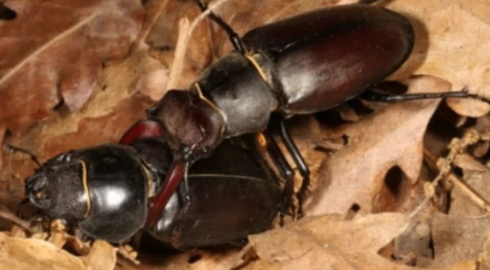   Daniele Giannetti et al. / Scientific Reports, 2024