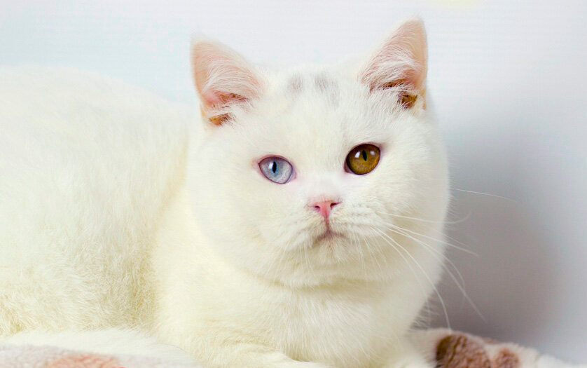 Немного похожа на эту