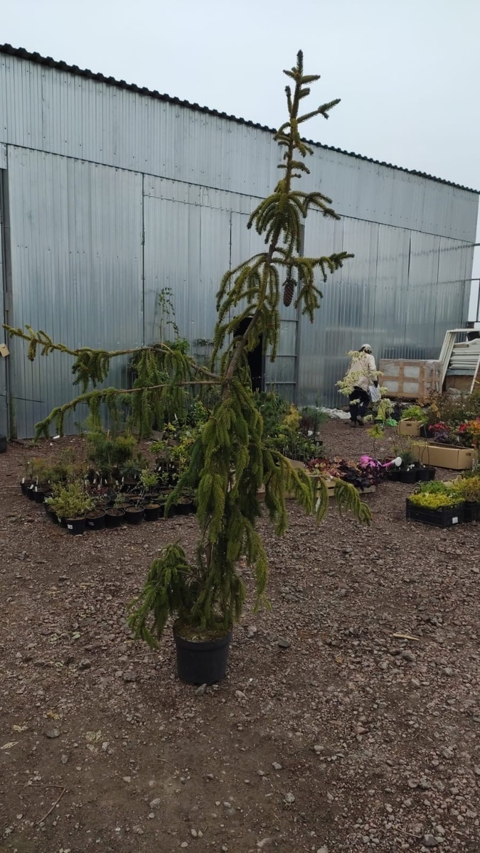 2022 на складе Picea abies Pendula Major