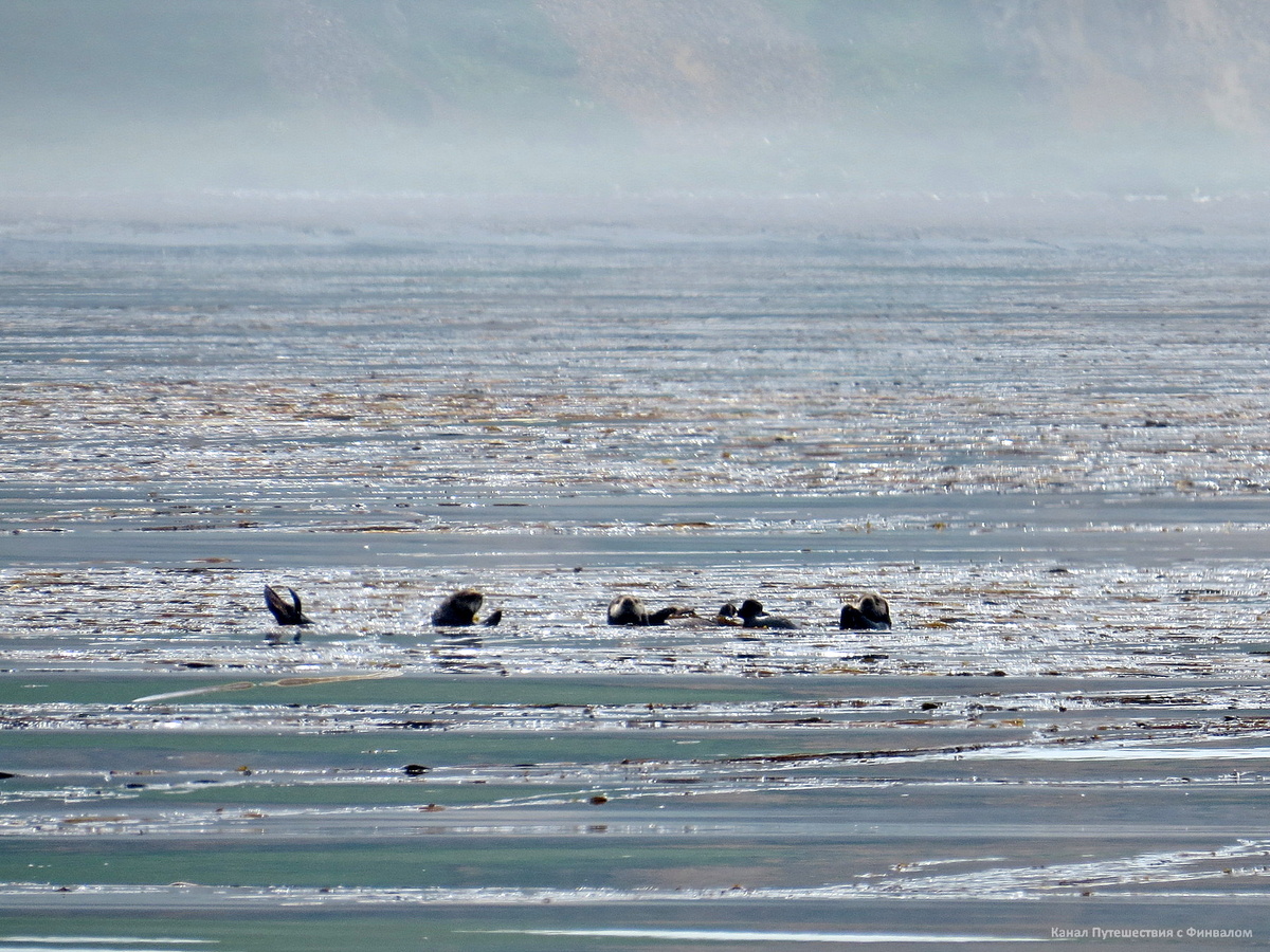 Здорово спрятались! А за нами следят))) (Листайте)
