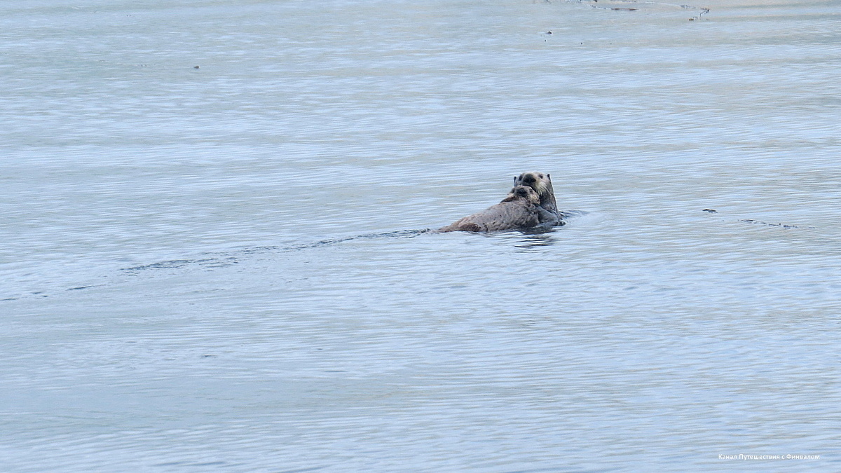 Самочка с кошлаком  (детеныш прошлого года)