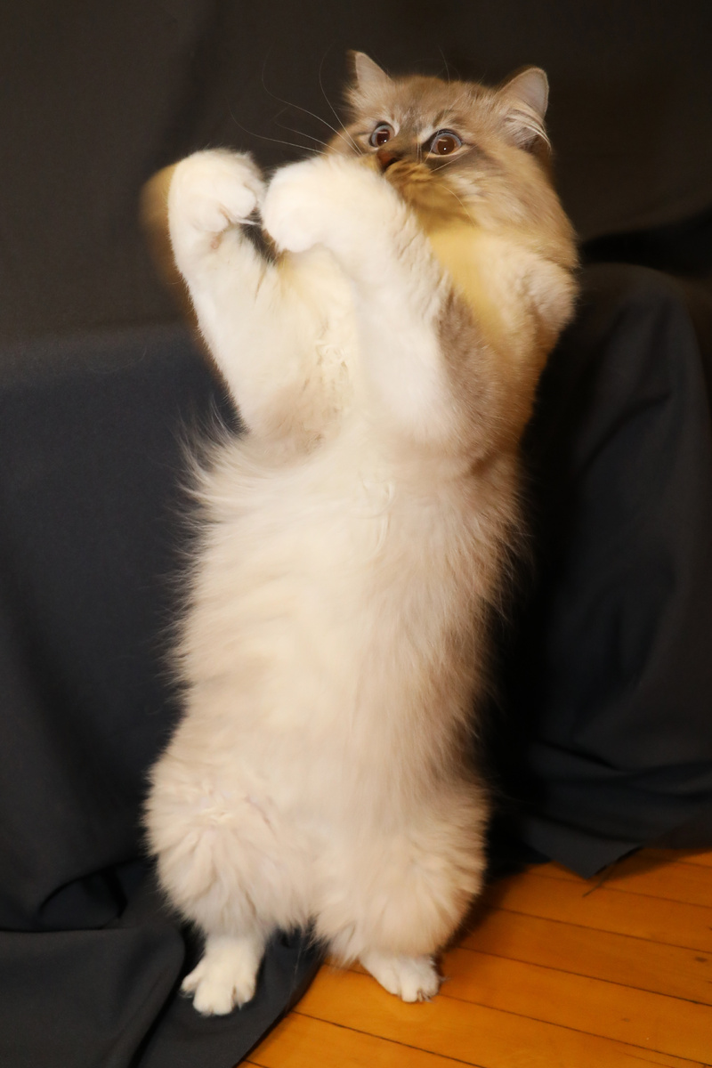 Наш кот Жордан. Иногда кошки кусаются.