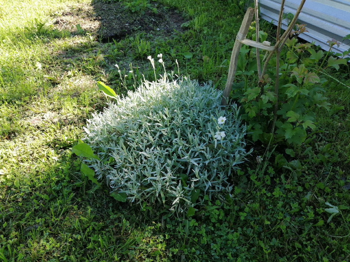 Ясколка в приствольному круге калины обыкновенной на первом году после посадки 