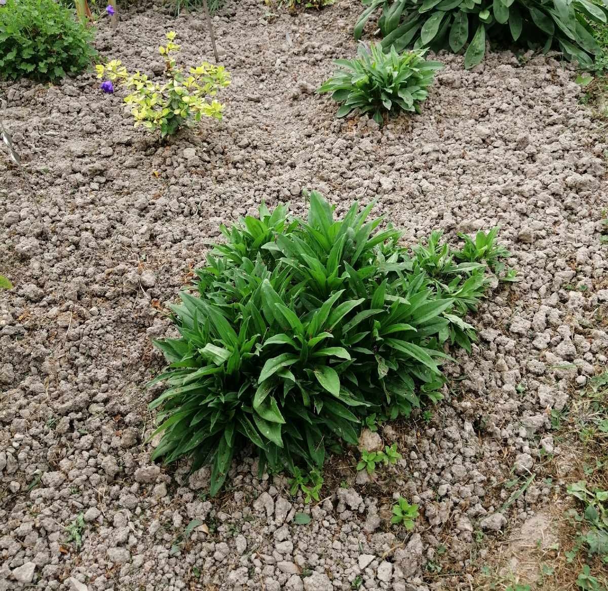 Гвоздика турецкая