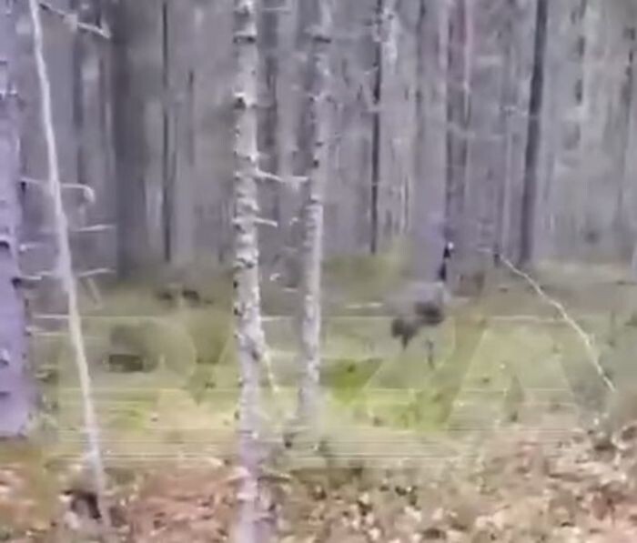 Источник фото: Телеграмм-канал Baza/скриншот с видео