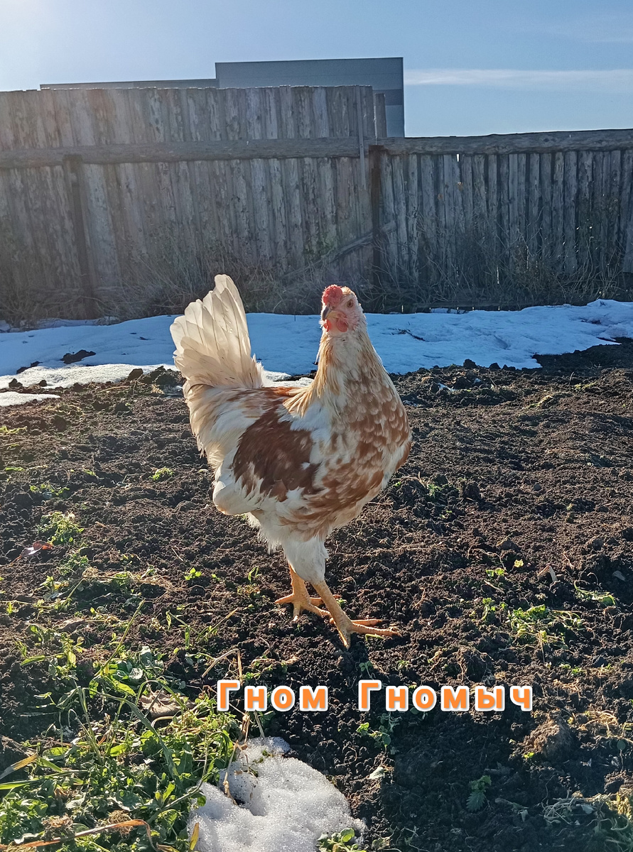 Петушок из первоиюльского вывода 2024 года