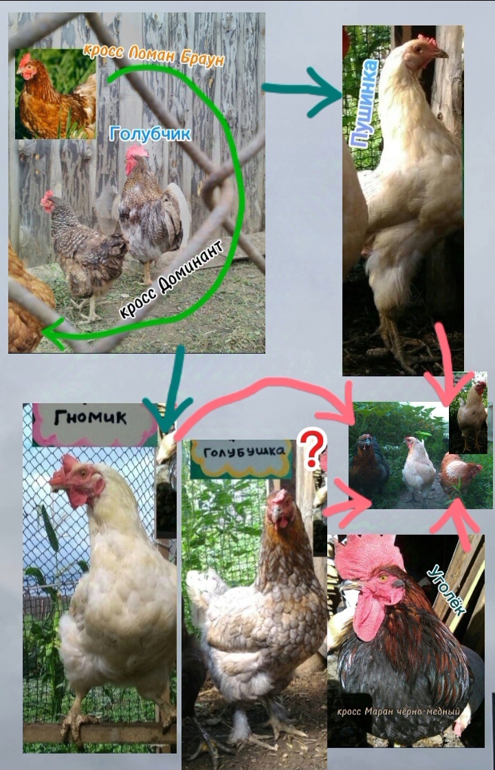 Голубчик - племенной петух Весенней выводной компании 2022 года; Уголёк - племенной петух Весенней выводной компании 2023 года(выведен из яиц кур другого хозяйства); Петюшка Кардинал - племенной петух Весенней выводной компании 2024 года(выведен от Уголька и Пушинки). Гномик и Пушинка - курочки, получившиеся от помеси кроссов Ломан Браун и Доминант. Голубушка выведена из яиц кур того же хозяйства, что и Уголёк(в 2025г. увидела в другом хозяйстве на фото её маму - Голубушка её копия, поэтому сейчас, т.е. 4 января 2026г., я могу её отметить как кросс, или помесь, Марана голубо-медного/