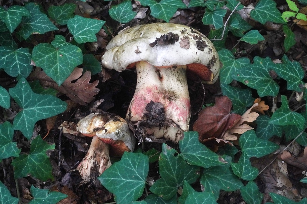 Сатана здесь правит бал! (фото Сергея Прокофьева)