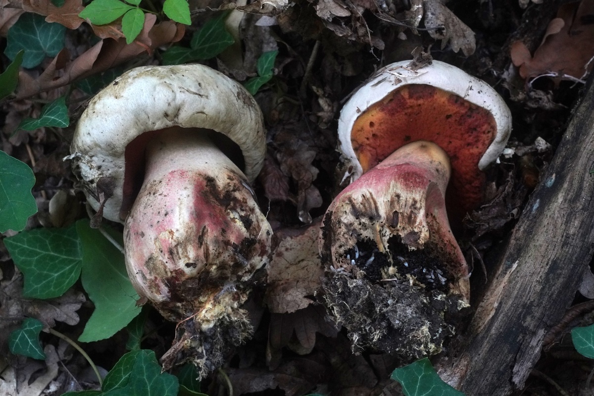 Вот он какой... (фото Сергея Прокофьева)