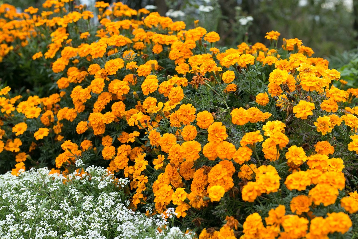Автор фото Елена Якимова / Greenfingers