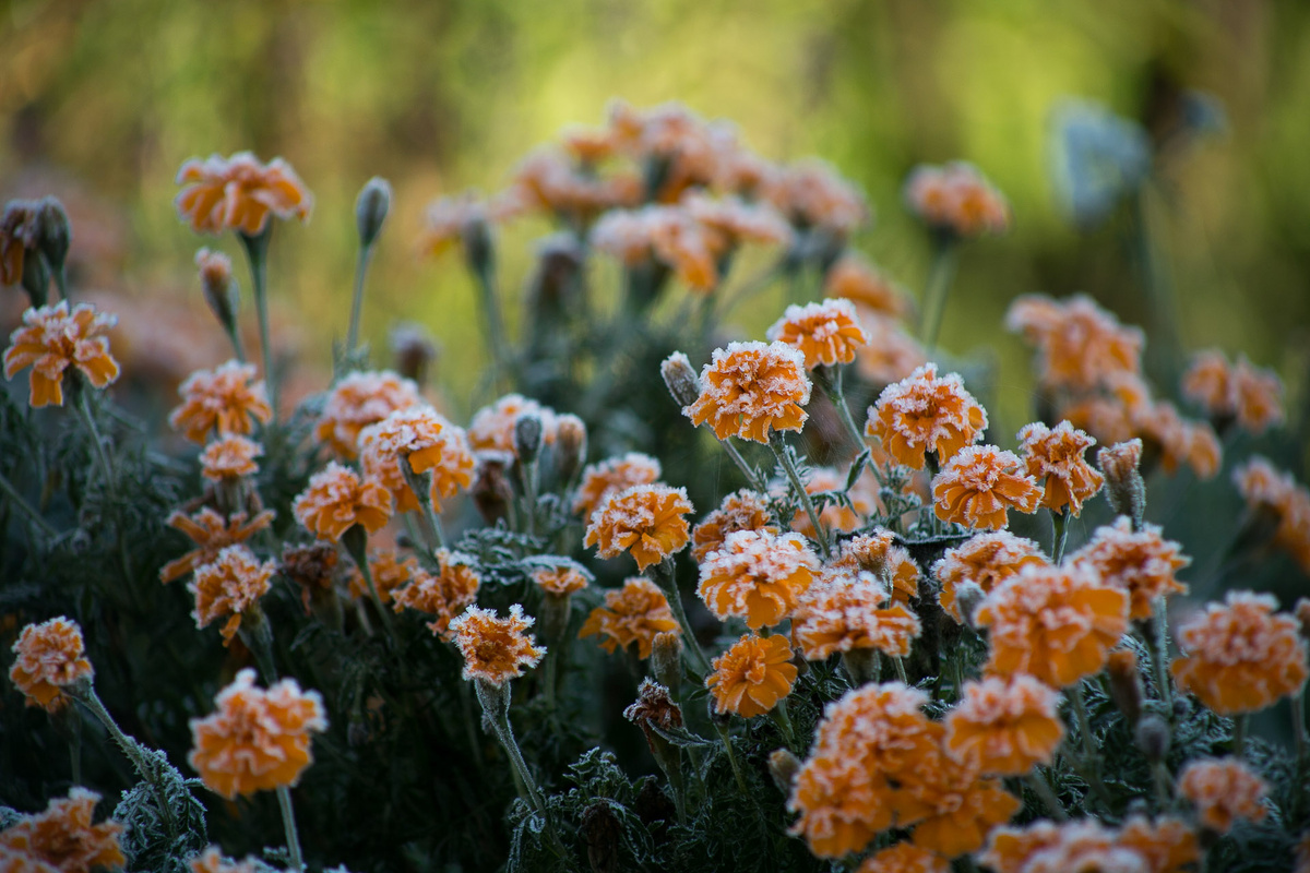Автор фото Елена Якимова / Greenfingers