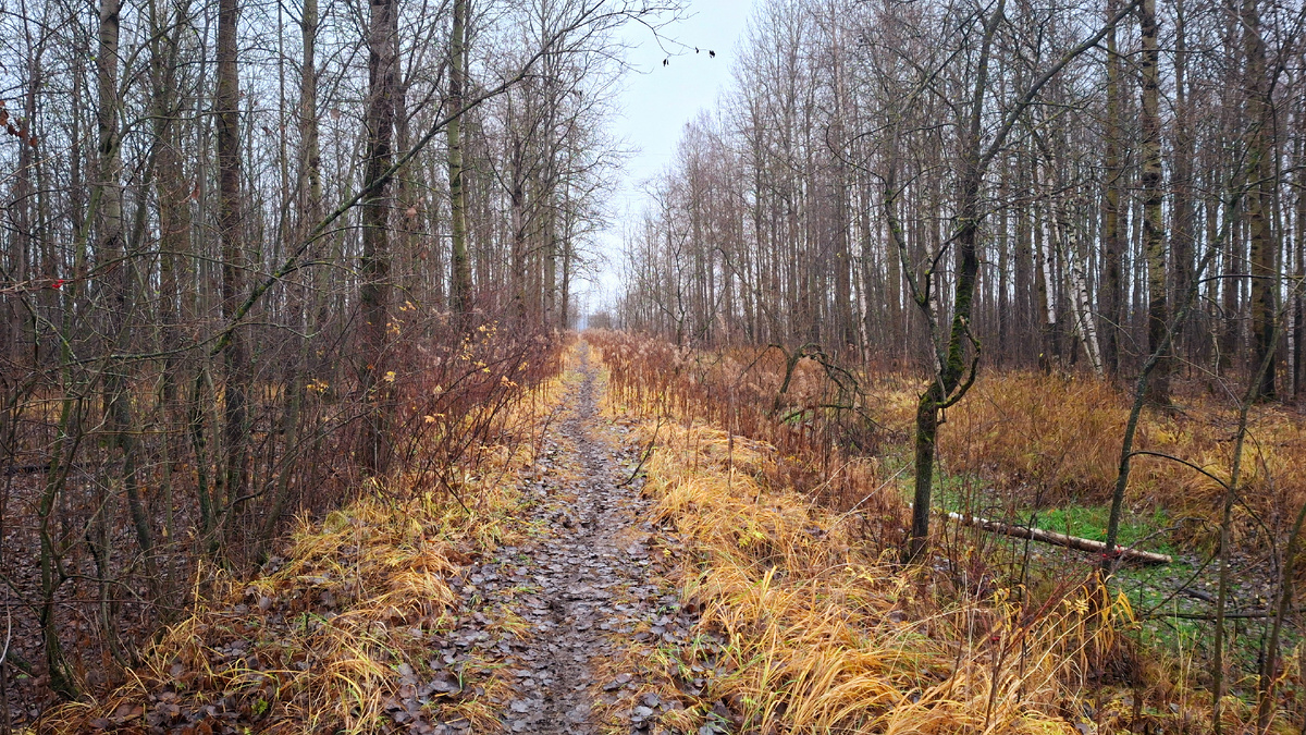 По дороге на реку Ягорба.