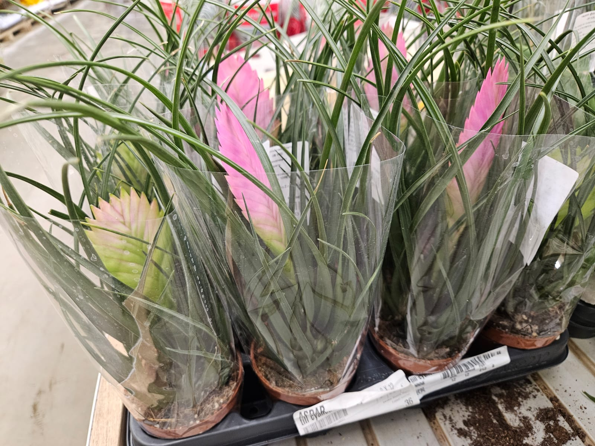 Необычная вриезия