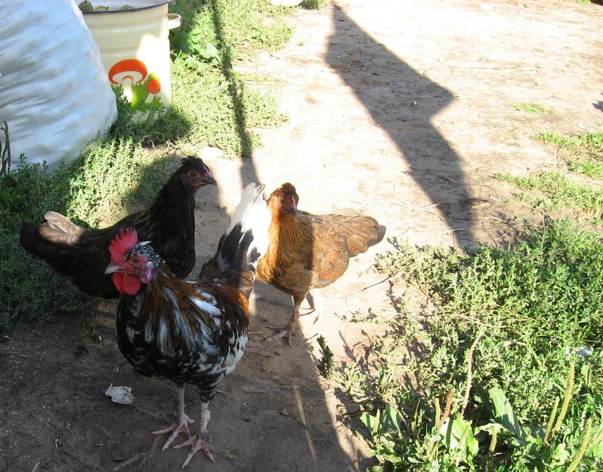 Мои бентамки.