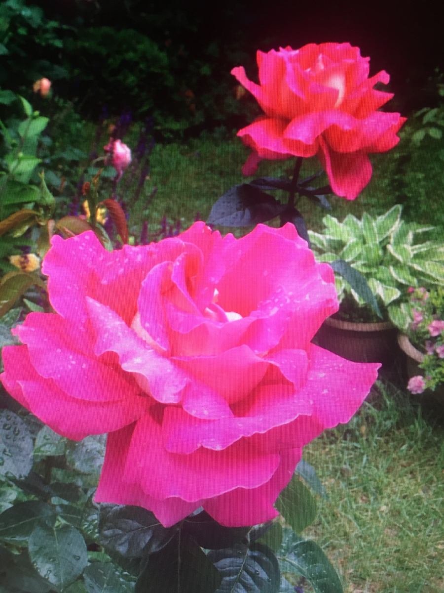 Ч/г Роза Kronenbourg. Огромный цветок!