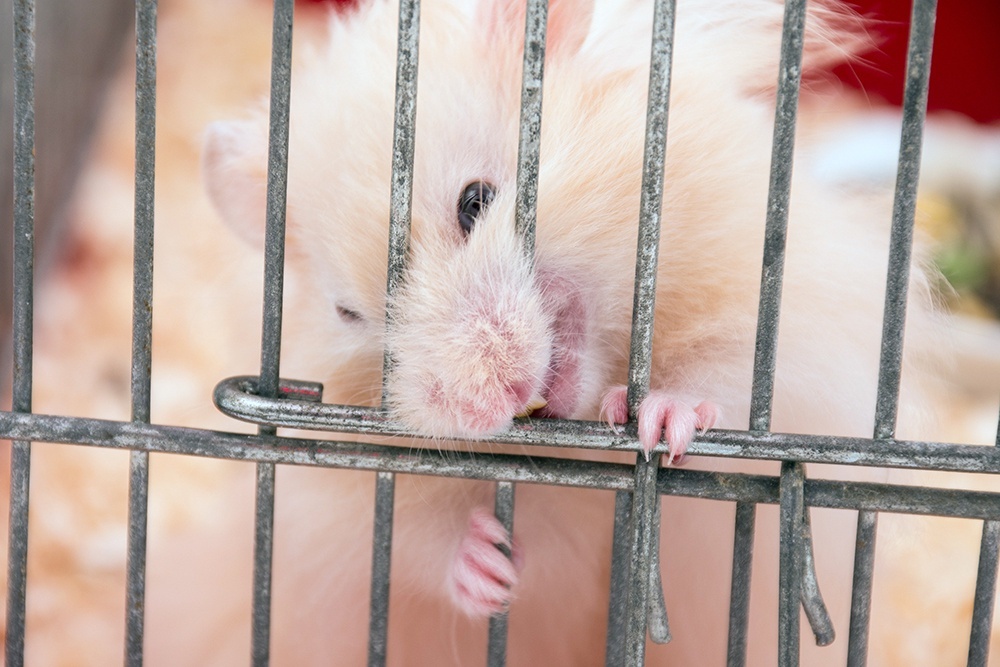    В дикой природе у хомяков мало шансов выжить, они на грани исчезновения. Спасти их могут только люди, в основном - горожане. / iStock