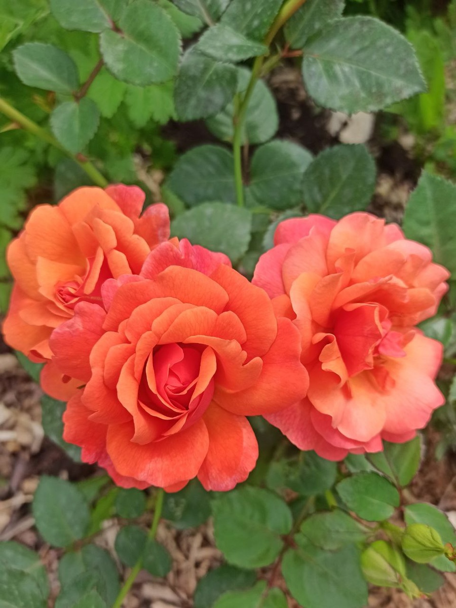 "Easy Does It", Harkness, Великобритания, 2010
