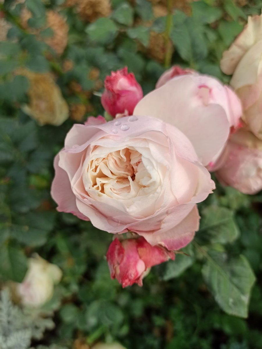 "Keira", David C. H. Austin, Великобритания, 2012