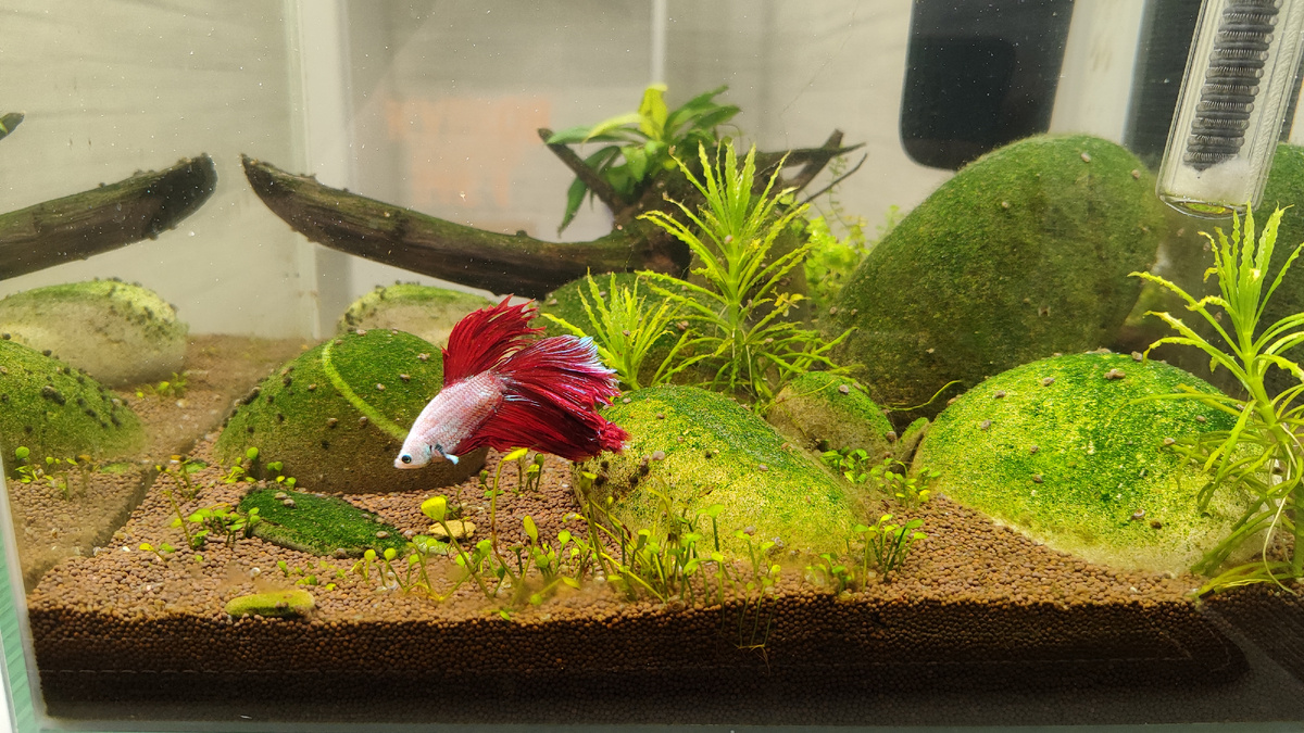 Искорка внимательно изучает камешек